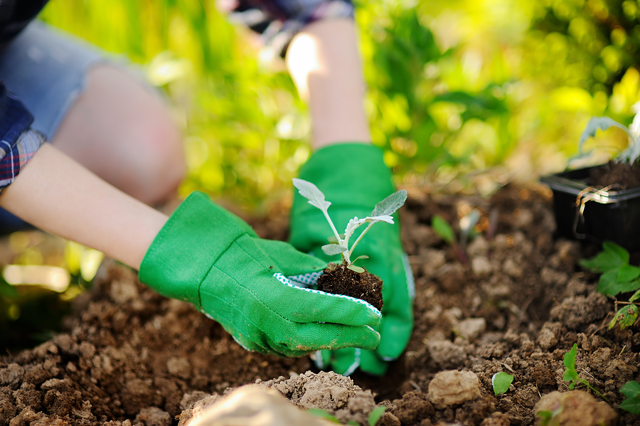 Tips for creating an eco garden – The Forge Skip Hire Leeds Blog